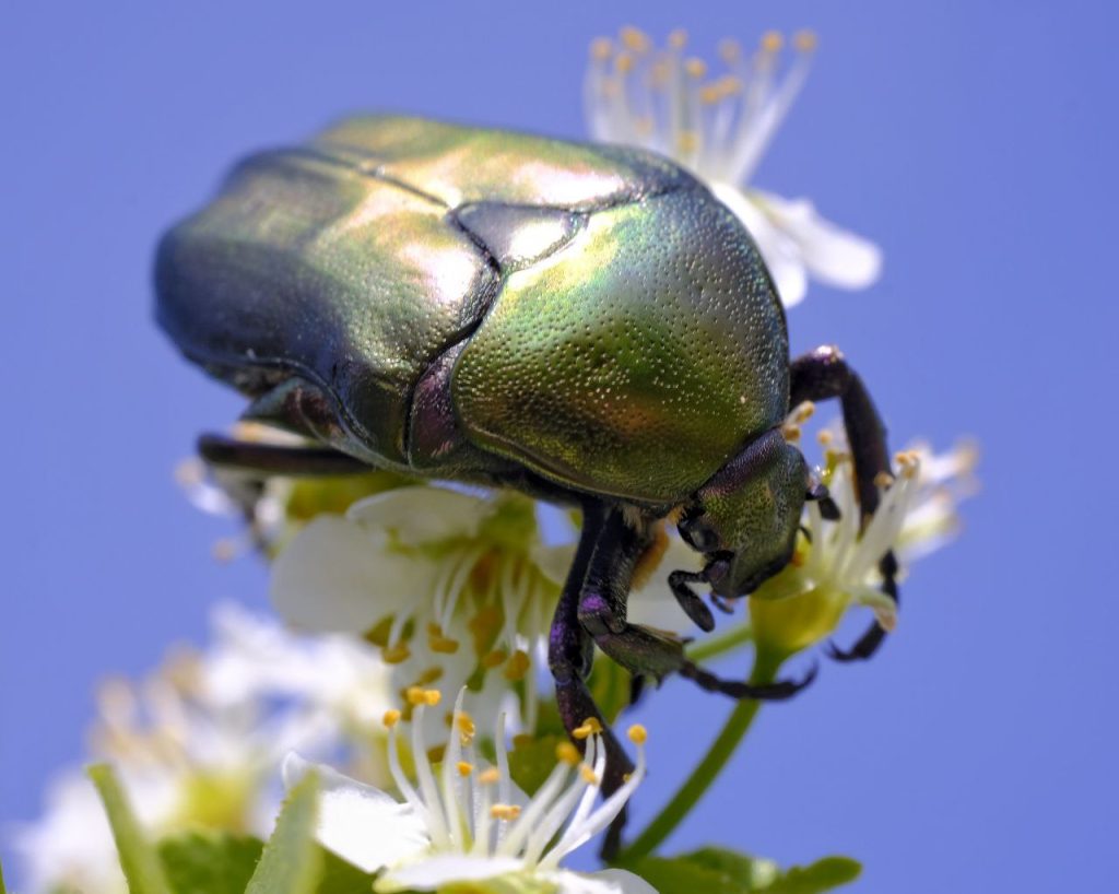 fotografia naturalistica
